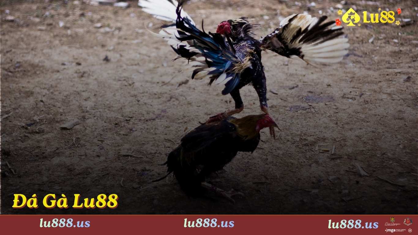 Bí quyết đặt cược đá gà Lu88 hiệu quả