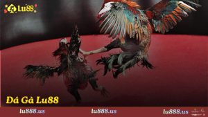 Giới thiệu sơ lược về sảnh cược đá gà Lu88